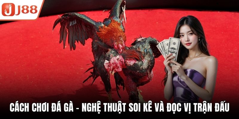Cách Chơi Đá Gà – Nghệ Thuật Soi Kê Và Đọc Vị Trận Đấu