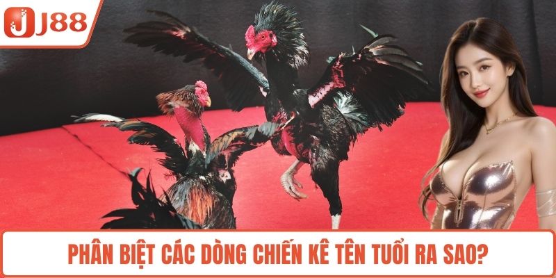 Phân biệt các dòng chiến kê tên tuổi ra sao?