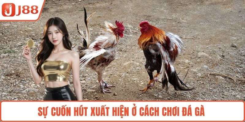 Sự cuốn hút xuất hiện ở cách chơi đá gà