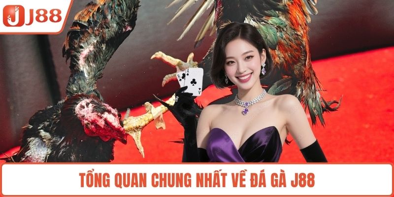 Tổng quan chung nhất về đá gà J88